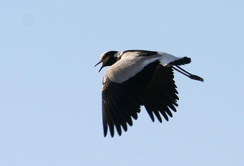 bkiewiet frieda5.jpg - Gee pad by my nes!